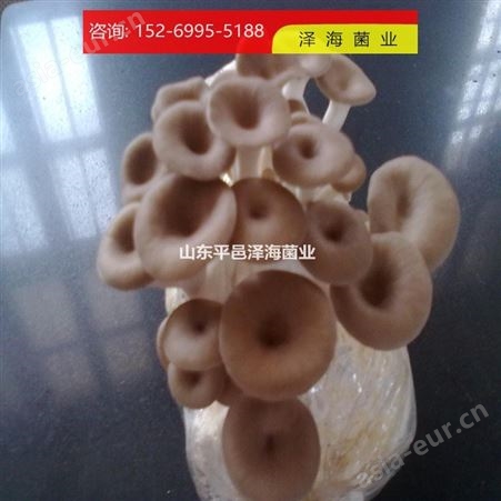 批发茶树菇颗粒种 茶树菇菌包价格