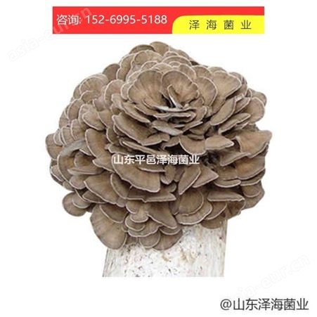 晋中灰树花颗粒种 优质蘑菇种 泽海菌业