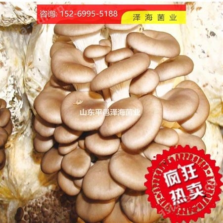 食用菌秀珍菇颗粒种 高产秀珍菇高温低温菌种