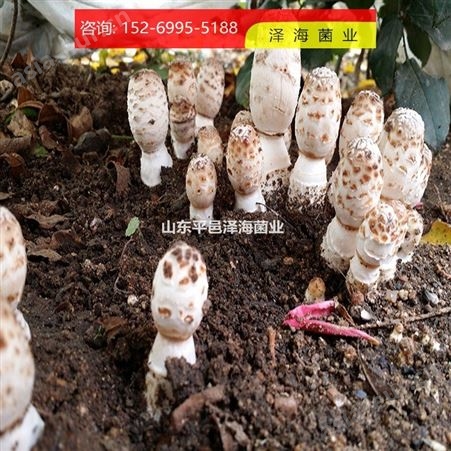 蘑菇的品种 试管母种 鸡腿菇 鸡腿菇价格