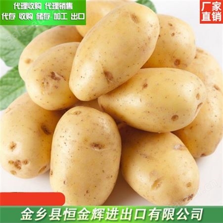 新鲜土豆出口 土豆代理销售 各种包装土豆